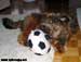 Bode playing with a ball at my parents house, february 2007