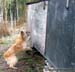 Wiltsu search training at the ruins, autumn 2006